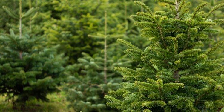 Oh Tannenbaum