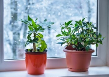 Zimmerpflanzen im Winter