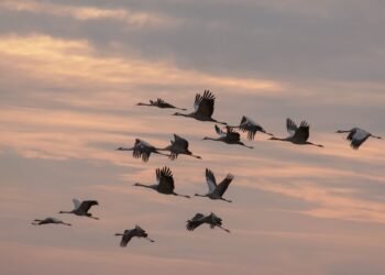 Vogelzug und Klimawandel