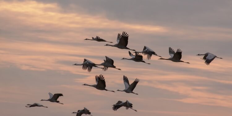 Vogelzug und Klimawandel
