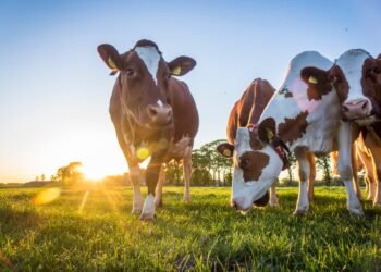 Kollektivierung der DDR-Landwirtschaft