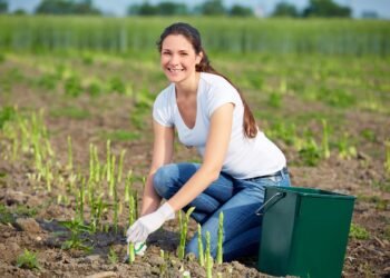 Spargelernte Saisonstart 2025