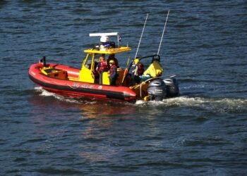 Die dramatische Rettungsaktion für den Buckelwal in der Wismarbucht