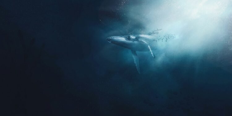 Proteste für den Buckelwal Timmy