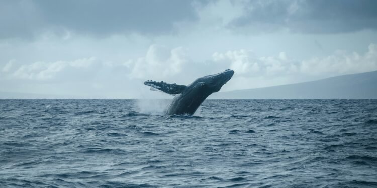 Spezialschiff für die Rettungsaktion für Buckelwal