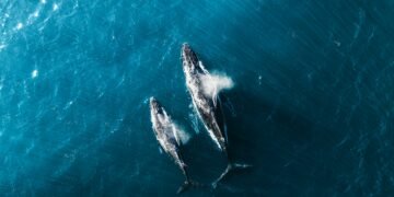 Spektakulärer Sprung von Buckelwal Timmy vor Sylt