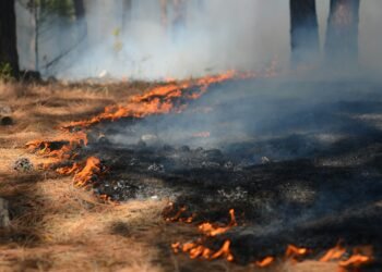 Heftiger Waldbrand in Polen vernichtet Baumkronen