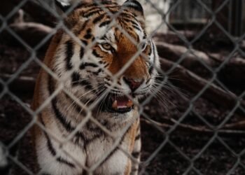 Polizeiwagen sichern das Gelände nachdem ein Tiger ausbricht