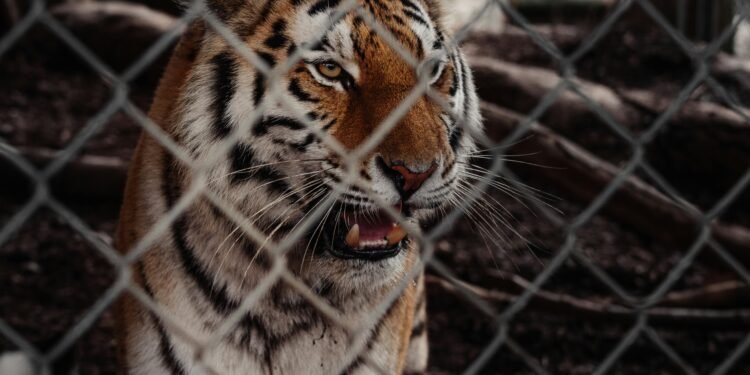 Polizeiwagen sichern das Gelände nachdem ein Tiger ausbricht