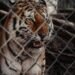 Polizeiwagen sichern das Gelände nachdem ein Tiger ausbricht